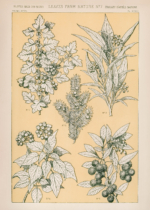 Plakat botaniczny Owen Jones Gramatyka Ornamentu 1856