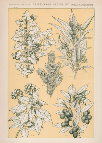 Plakat botaniczny Owen Jones Gramatyka Ornamentu 1856