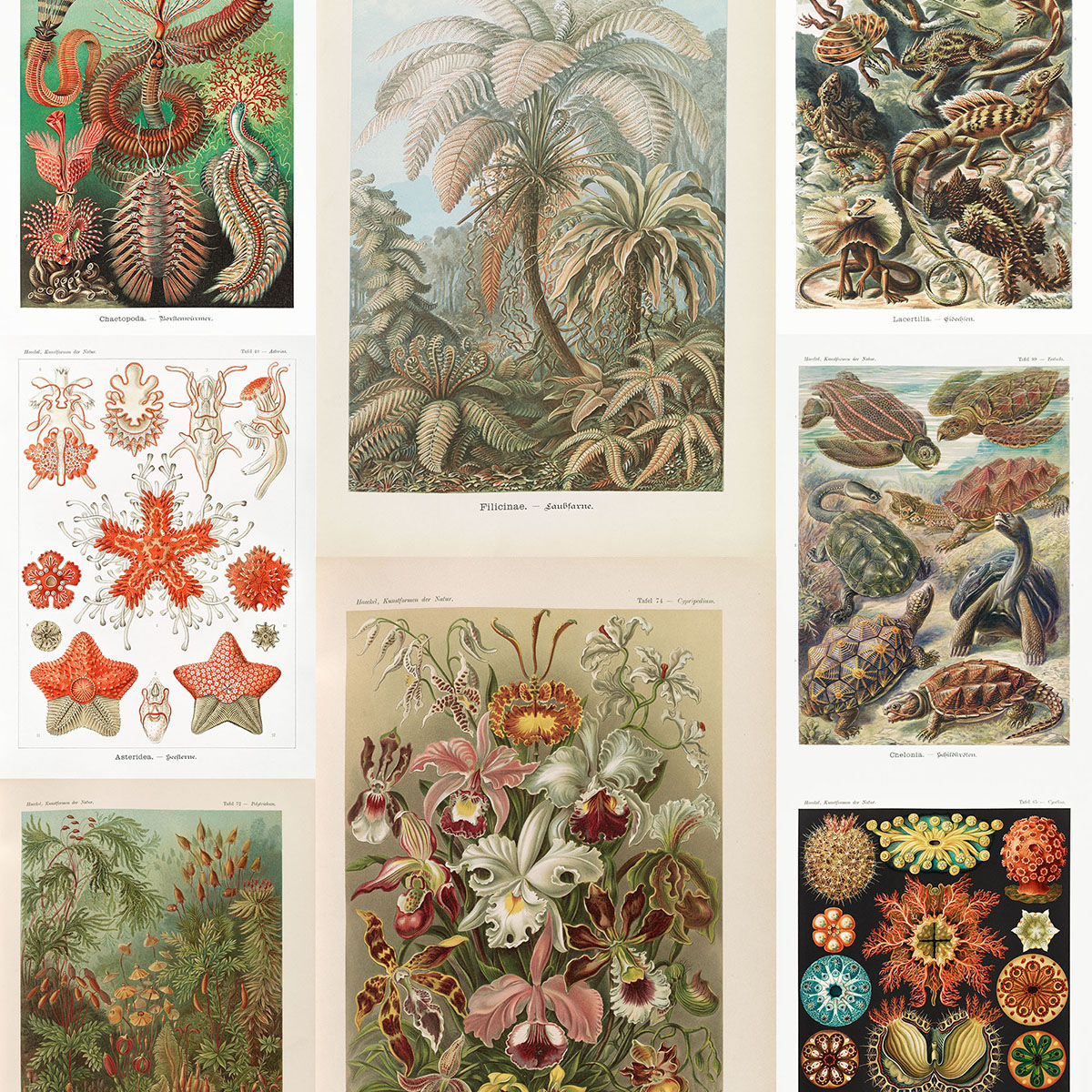 Plakaty Ernst Haeckel - Stare ryciny naukowe, reprodukcje ilustracji biologicznych