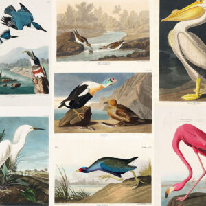 Miniaturka kategorii Plakaty John James Audubon: Birds of America - ilustracje ornitologiczne XIX w.